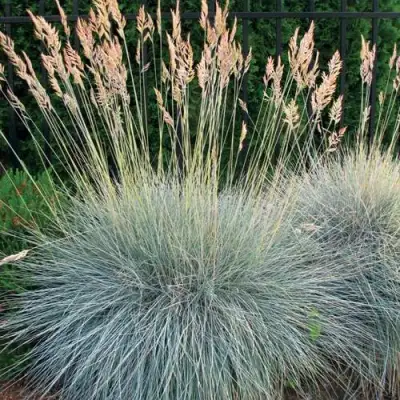 Овсянница ЭЛАЙДЖА БЛЮ в Бобруйске