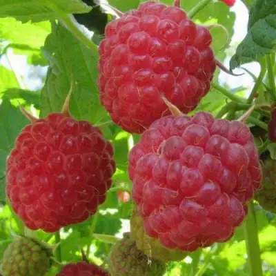 Малина НОВОСТЬ КУЗЬМИНА в Бобруйске