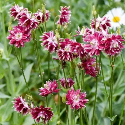 Аквилегия БАРЛОУ НОРА гибрид МакКаны в Бобруйске