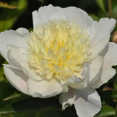 Пион ЗОЛОТАЯ ШПИЛЬКА травянистый в Бобруйске