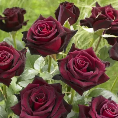 Роза БЛЭК БАККАРА чайно-гибридная в Бобруйске