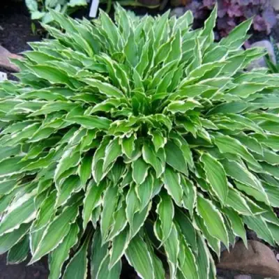 Хоста Стилетто