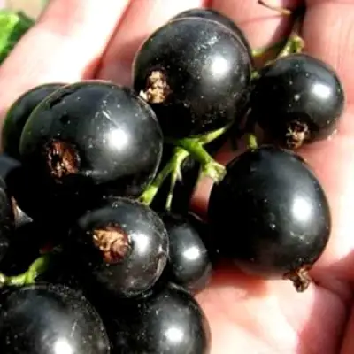 Смородина чёрная ЧЕРЕШНЁВАЯ в Бобруйске