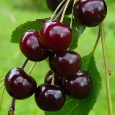 Вишня ЛАСУХА в Бобруйске