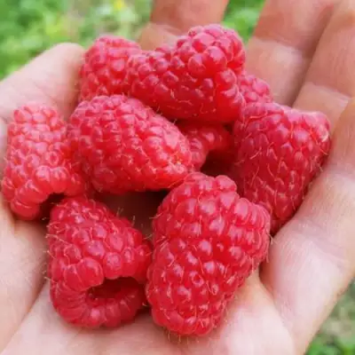 Малина ТУЛАМИН в Бобруйске