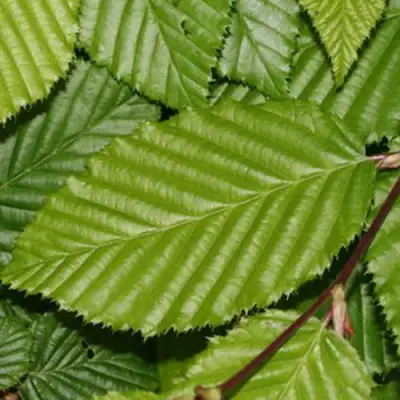 Граб японский в Бобруйске