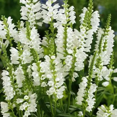 Физостегия АЛЬБА виргинская в Бобруйске