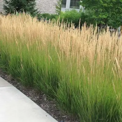 Вейник КАРЛ ФОРСТЕР остроцветковый в Бобруйске