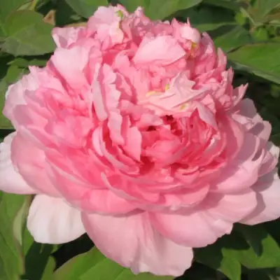 Пион ИМПЕРАТОРСКАЯ НАЛОЖНИЦА древовидный в Бобруйске