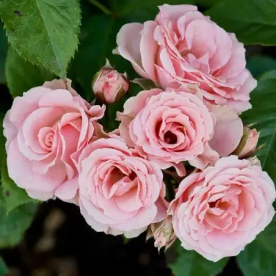 Роза КЛАССИК ЛИДИЯ спрей в Бобруйске