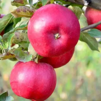Яблоня АЙДАРЕД в Бобруйске