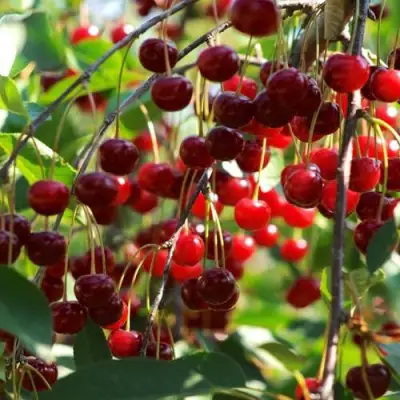 Вишня БРУСНИЦЫНА степная в Бобруйске