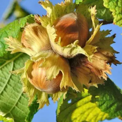 Фундук ТОНДА РОМАНА в Бобруйске