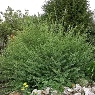 Ива НАНА пурпурная в Бобруйске