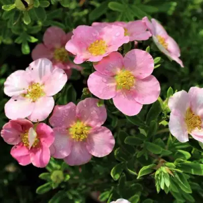 Лапчатка ЛАВЛИ ПИНК кустарниковая в Бобруйске