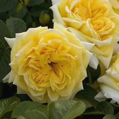 Роза НАДЯ МЕЙДИЛАНД почвопокровная в Бобруйске