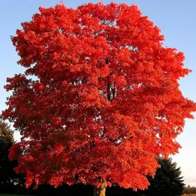 Дуб красный в Бобруйске