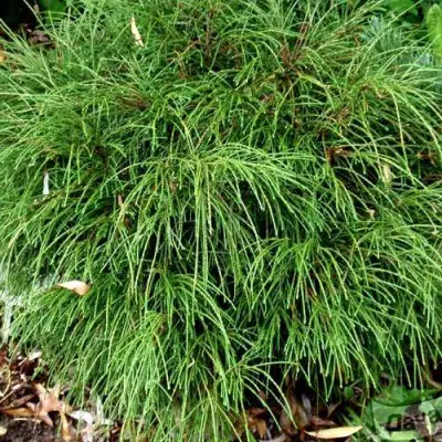 Туя ВИПКОРД складчатая в Бобруйске