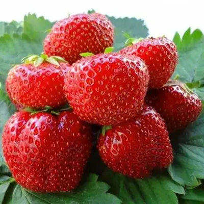 Клубника ВИМА ЗАНТА в Бобруйске