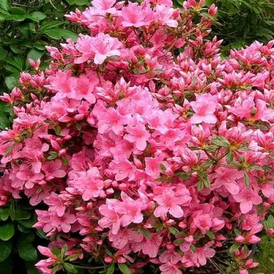 Азалия РОКОКО японская в Бобруйске