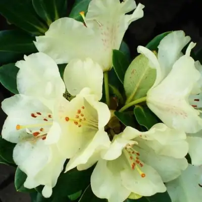 Рододендрон ГОЛДКРОН в Бобруйске