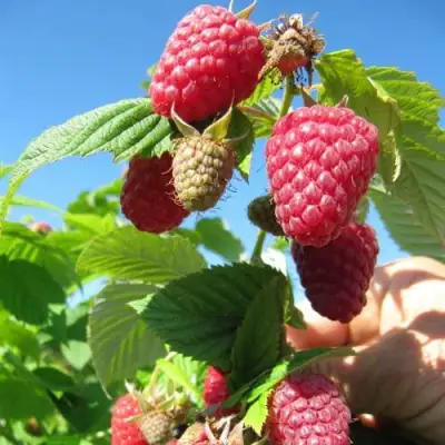 Малина ЕВРАЗИЯ в Бобруйске