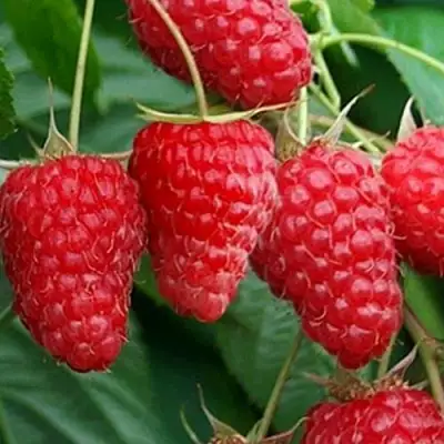 Малина КАСКАД ДЕЛАЙТ в Бобруйске