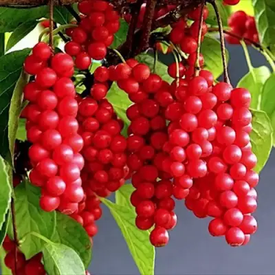 Лимонник САДОВЫЙ 1 китайский  в Бобруйске