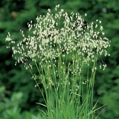 Трясунка средняя в Бобруйске