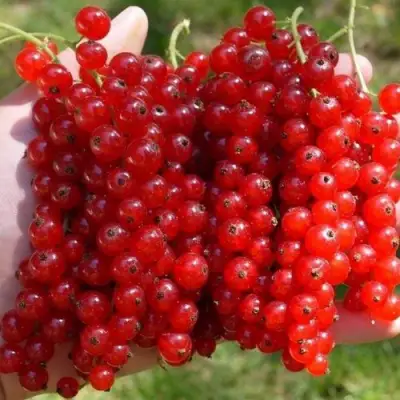 Смородина красная РЕД ПУЛ в Бобруйске