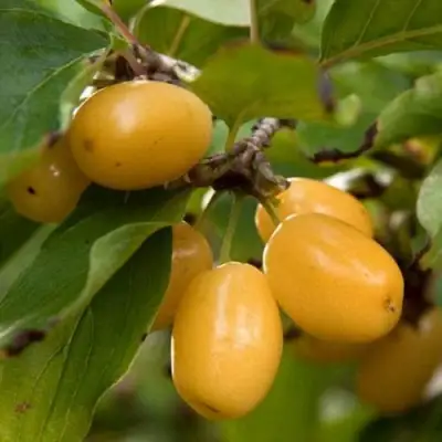 Кизил ЯНТАРНЫЙ в Бобруйске