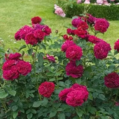 Роза МАНСТЕД ВУД английская в Бобруйске