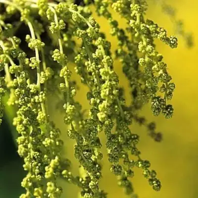 Дуб скальный в Бобруйске