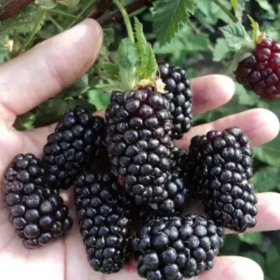 Ежевика ЛОХ НЕСС бесшипная  в Бобруйске