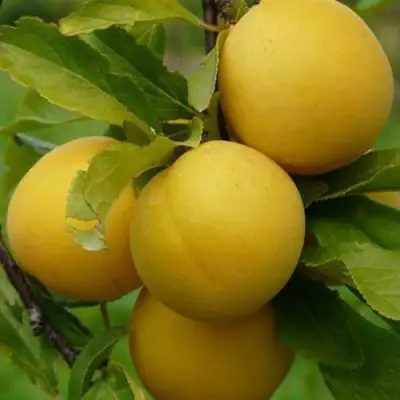 Слива СОЛНЫШКО в Бобруйске