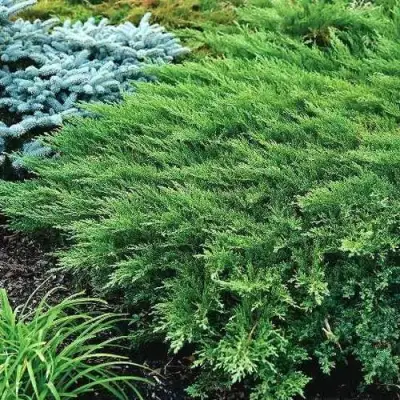 Можжевельник РОКЕРИ ДЖЕМ казацкий  в Бобруйске