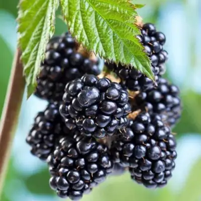 Ежевика БЛЭК САТИН бесшипная  в Бобруйске