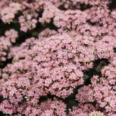 Очиток (седум) МАТРОНА в Бобруйске