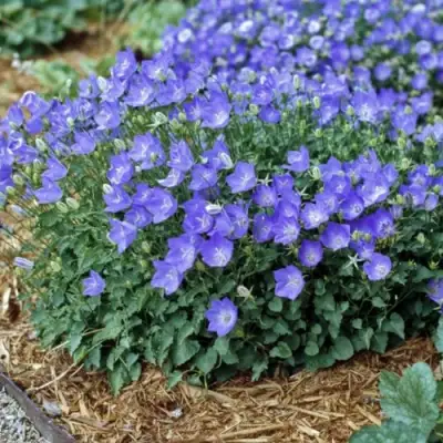 Колокольчик САНТА карпатский в Бобруйске