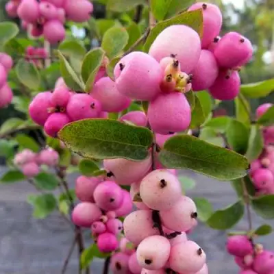 Снежноягодник ФИЕСТА БЕРРИ доренбоза в Бобруйске