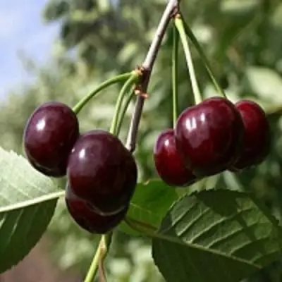 Вишня ВЛАДИМИРСКАЯ в Бобруйске