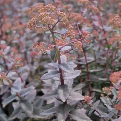 Очиток (седум) РЭЙН КСЕНОКС видный в Бобруйске