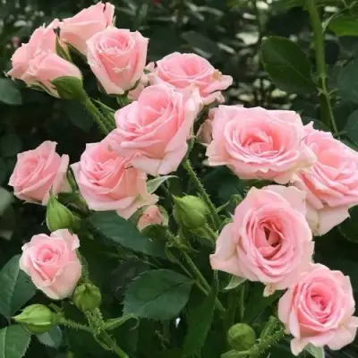 Роза КЛАССИК ЛИДИЯ спрей в Бобруйске