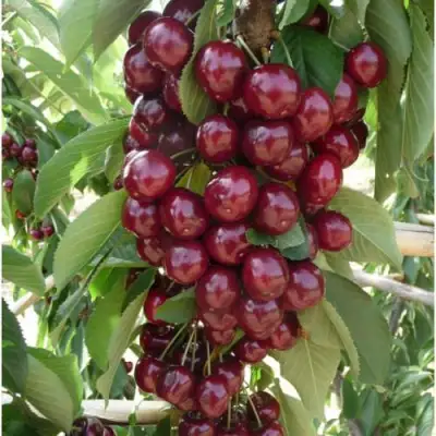 Вишня КОРОЛЕВА колонновидная в Бобруйске