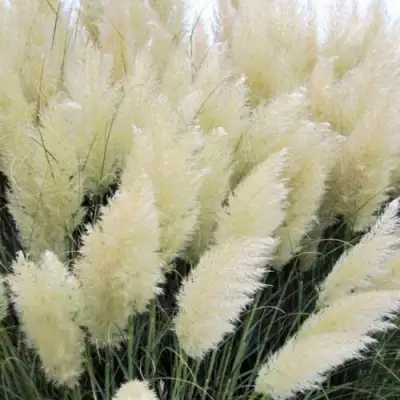 Кортадерия белая (пампасная трава) в Бобруйске