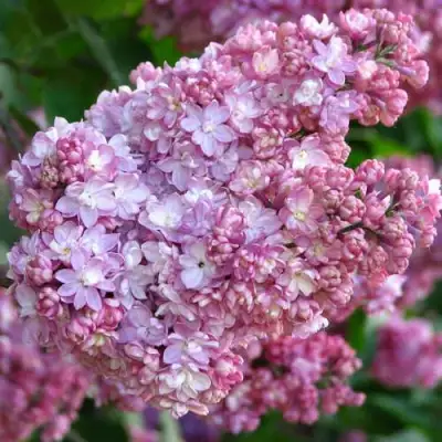 Сирень ПАМЯТЬ О ВЕХОВЕ в Бобруйске