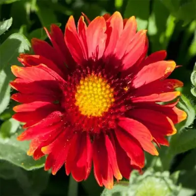 Гайлардия АРИЗОНА РЕД ШЕЙДС в Бобруйске