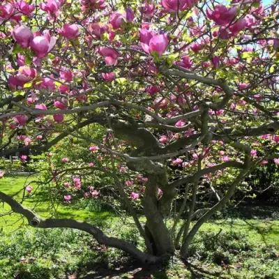 Магнолия СУЛАНЖА в Бобруйске