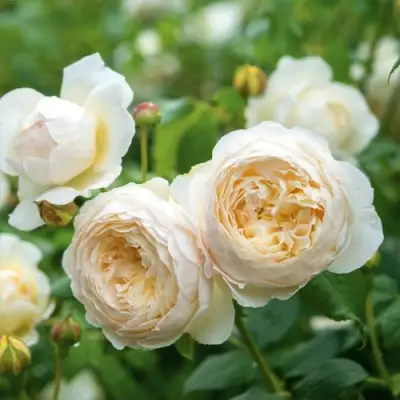 Роза КЛЭР ОСТИН английская в Бобруйске