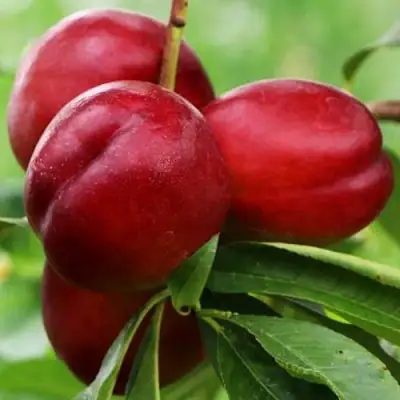 Нектарин КРЫМЧАНИН в Бобруйске